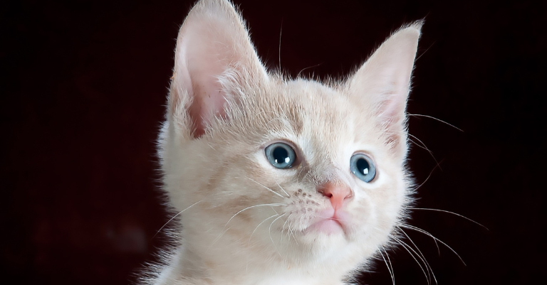 Maravilhas do Reino Felino: Descobertas Fascinantes sobre os Gatos